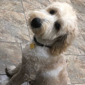 Meet your Posher, Paul